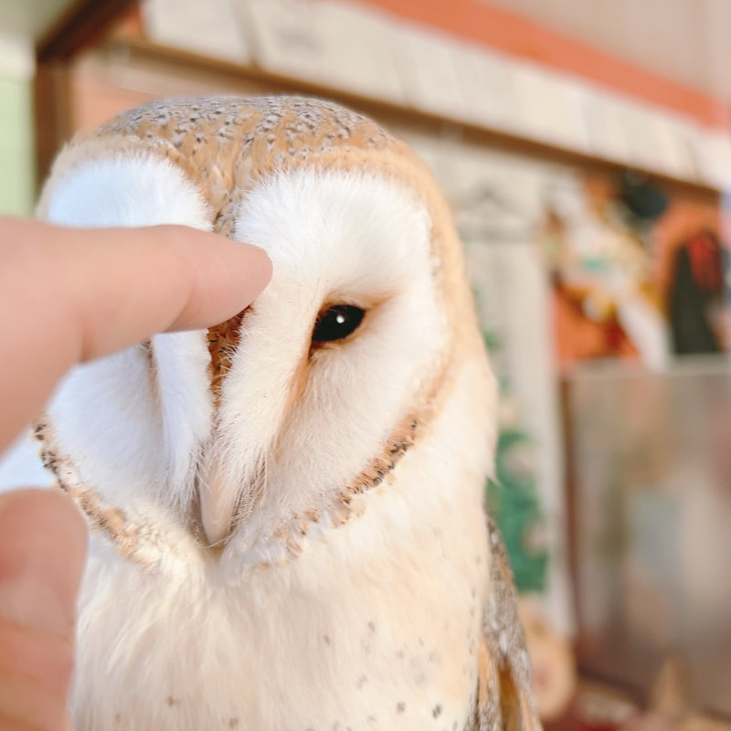 Barn owl - newcomer - debut - cute - owl - owl cafe - Harajuku - Tokyo - Shibuya - massage