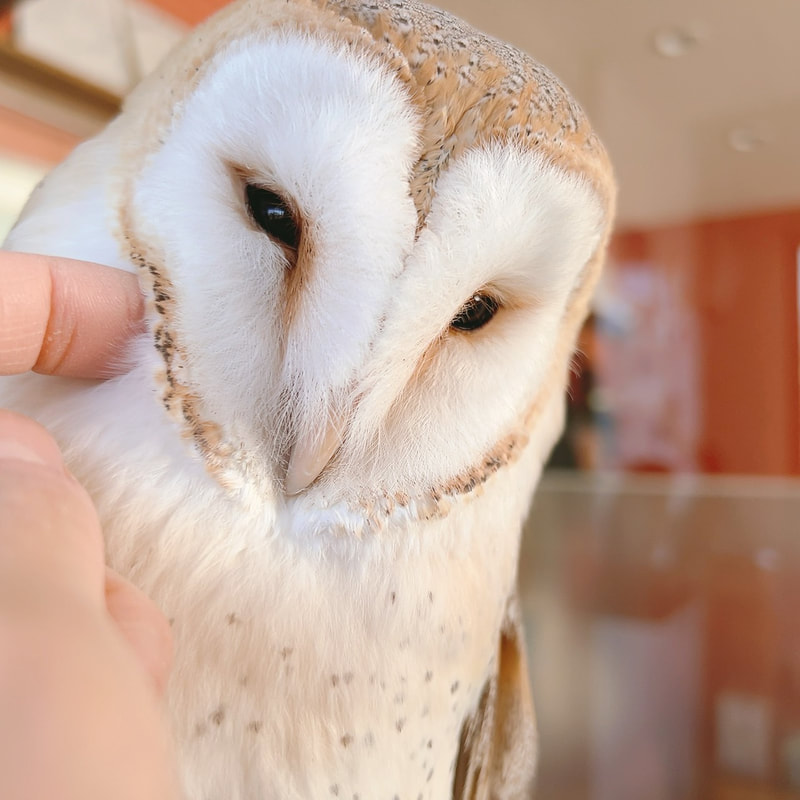 Barn owl - newcomer - debut - cute - owl - owl cafe - Harajuku - Tokyo - Shibuya 