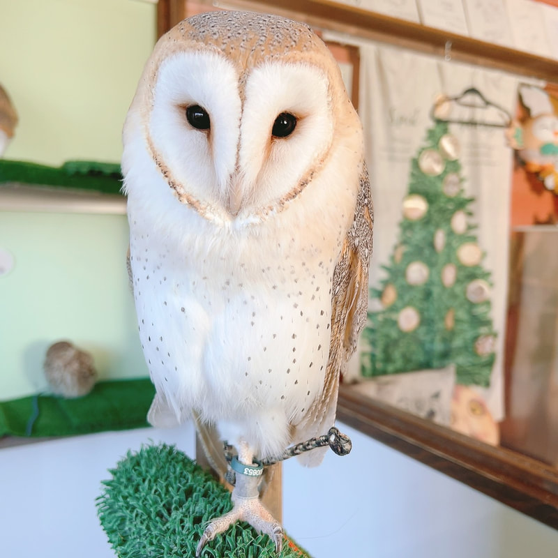 Barn owl - newcomer - debut - cute - owl - owl cafe - Harajuku