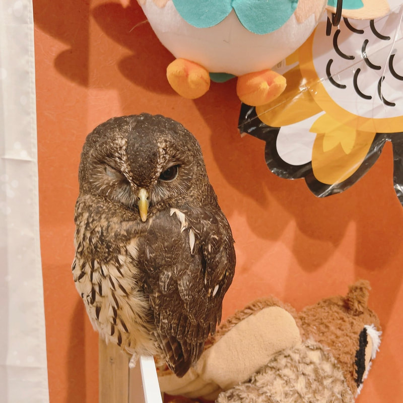 Mottled Owl - wink - half rest sleep - cute - fluffy - owl - owl cafe - Harajuku - Tokyo - Shibuya