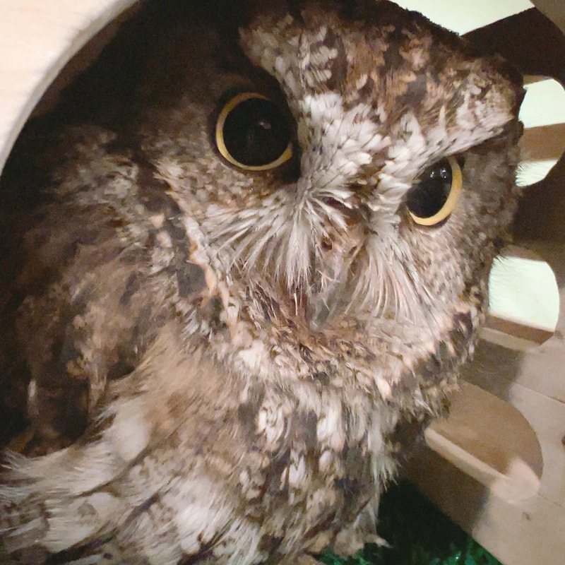 Western screech Owl - cute - Owl - Owl Cafe - Harajuku - Tokyo - Shibuya - Popularity Poll - Results 