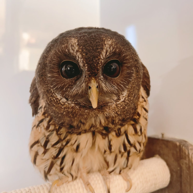 cute - Owl - Owl Cafe - Harajuku - Tokyo - Shibuya - Popularity Poll - Results  - Mottled Owl