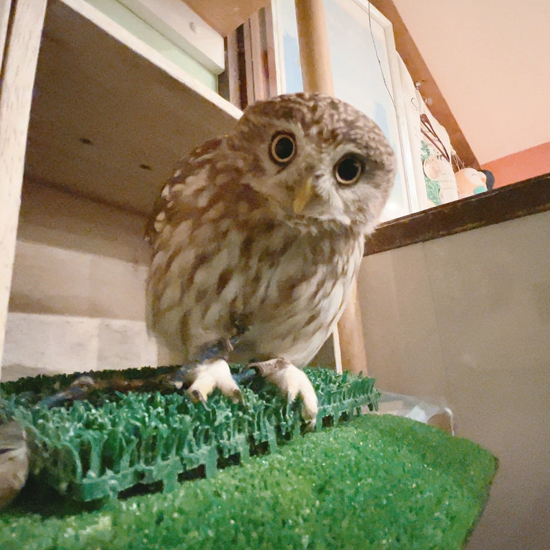 little owl - cute - owl - owl cafe - harajuku - shibuya - tokyo 