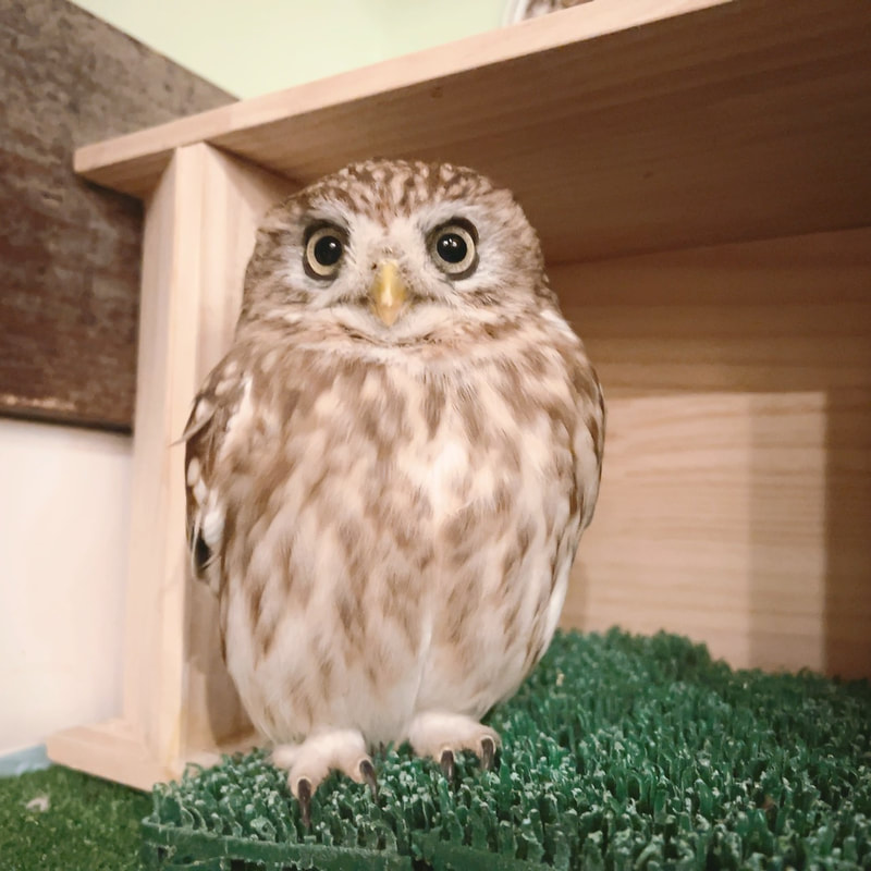little owl - cute - owl - owl cafe - harajuku - shibuya - tokyo - nikoichi - twins