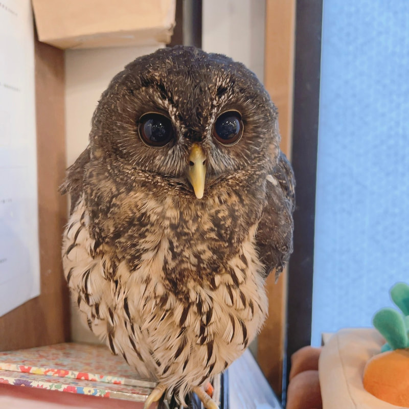 Mottled owl - cute - eyebrows - false eyelashes - eyelashes - owl cafe - Harajuku - Shibuya - Tokyo - fashionable
