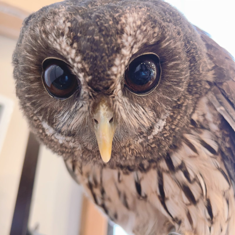 Mottled owl - cute - eyebrows - false eyelashes - eyelashes - owl cafe - Harajuku - Shibuya - Tokyo - fashionable - owl village