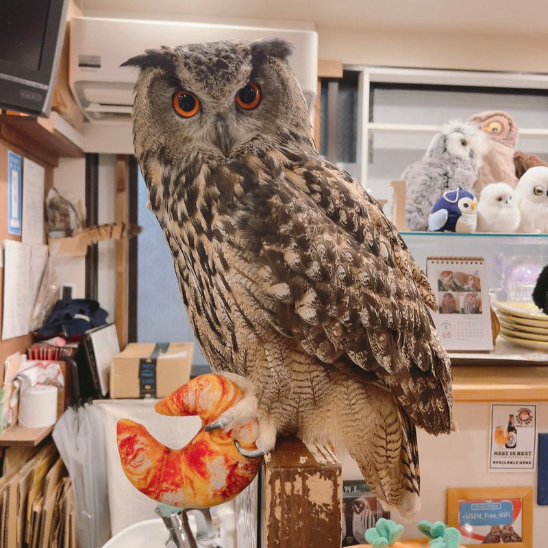 Western Screech Owl - cute - farmer - carrot - fish - fisherman - sheep - hunter - bread - sushi - owl village - owl cafe - Harajuku - Shibuya - Tokyo - barn owl  - Eurasian Eagle Owl 