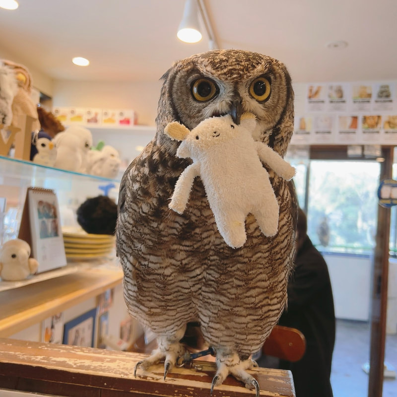 Western Screech Owl - cute - farmer - carrot - fish - fisherman - sheep - hunter - bread - sushi - owl village - owl cafe - Harajuku - Shibuya - Tokyo - barn owl - Spotted Eagle Owl