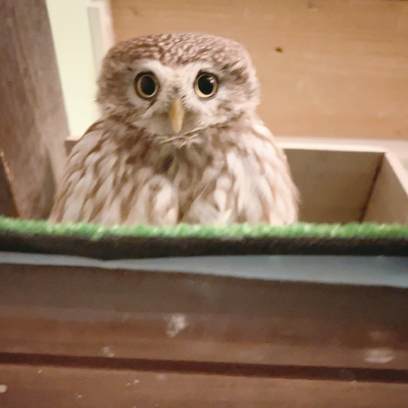 little owl - cute - fluffy - owl - owl cafe - harajuku - tokyo - shibuya - brevity - model - guess life