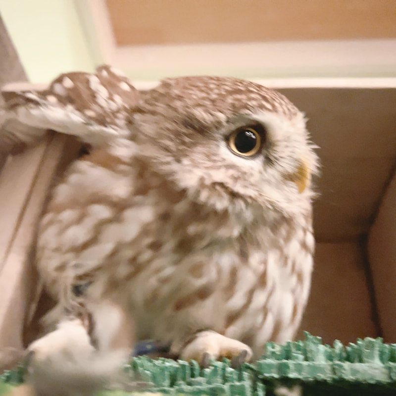 little owl - cute - fluffy - owl - owl cafe - harajuku - tokyo - shibuya - brevity - model 