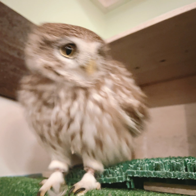 little owl - cute - fluffy - owl - owl cafe - harajuku - tokyo - shibuya - brevity 