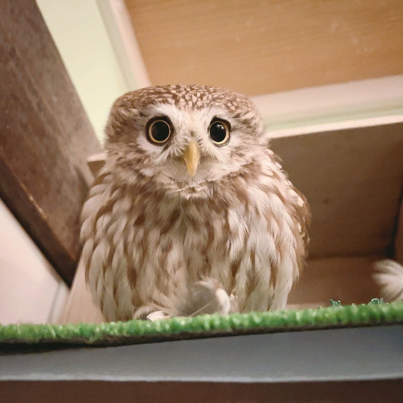 little owl - cute - fluffy - owl - owl cafe - harajuku - tokyo - shibuya 