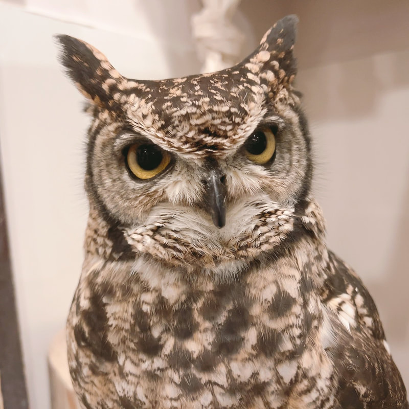 Spotted Owl - Male - Feather Horn - Cute - Owl - Owl Cafe - Harajuku - Tokyo - Shibuya - Popularity Poll 