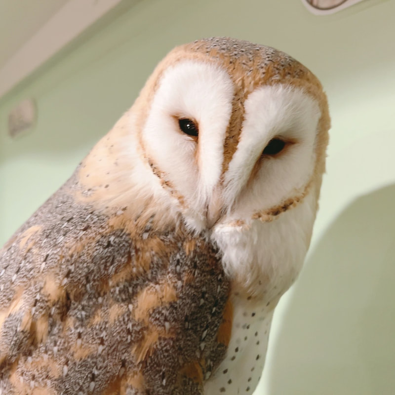  Male - Feather Horn - Cute - Owl - Owl Cafe - Harajuku - Tokyo - Shibuya - Popularity Poll - Barn Owl 