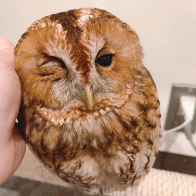  Male - Feather Horn - Cute - Owl - Owl Cafe - Harajuku - Tokyo - Shibuya - Popularity Poll-Tawny Owl