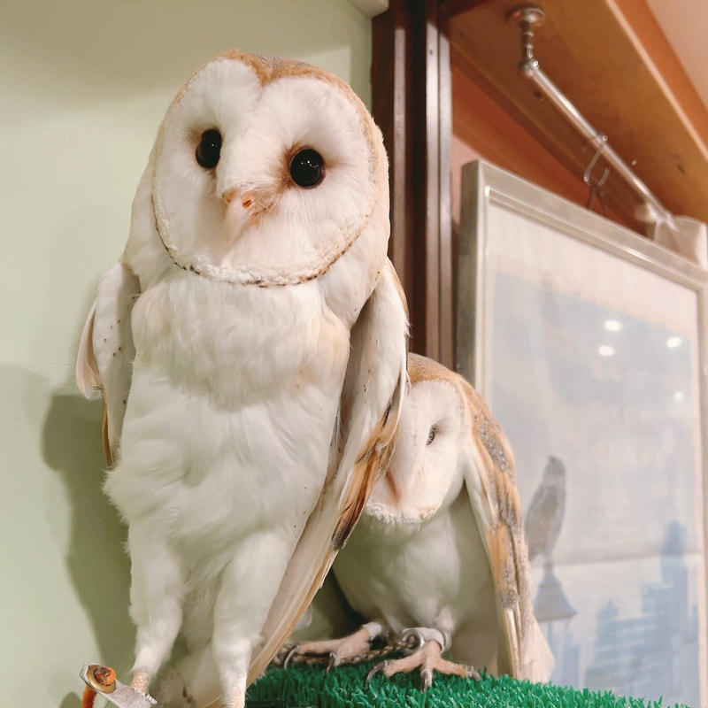 Eurasian Eagle Owl - Bengal Eagle Owl - cute - one true love - owl - owl cafe - Harajuku - Tokyo - Shibuya - thoughtful - barn owl - couple
