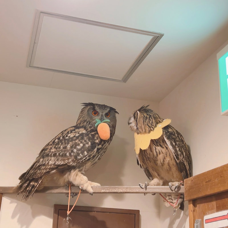 Eurasian Eagle Owl - Bengal Eagle Owl - cute - one true love - owl - owl cafe - Harajuku - Tokyo - Shibuya - thoughtful 