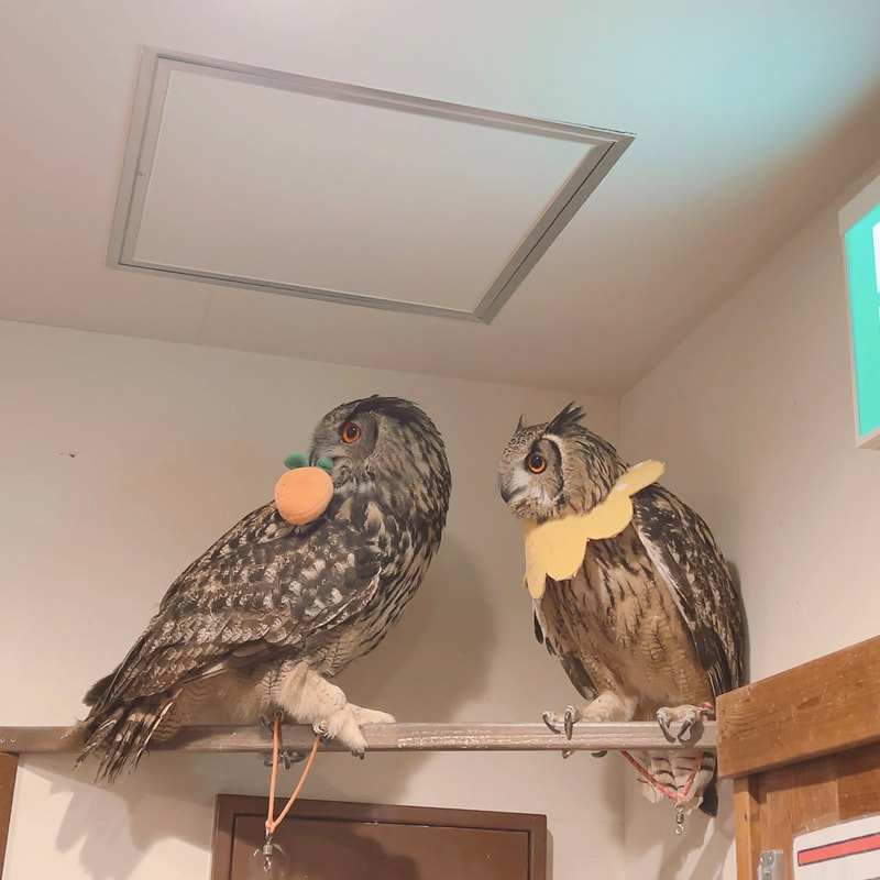 Eurasian Eagle Owl - Bengal Eagle Owl - cute - one true love - owl - owl cafe - Harajuku - Tokyo - Shibuya 