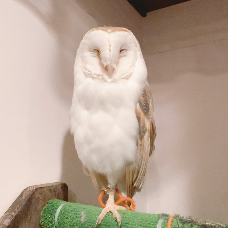Eurasian Eagle Owl - Bengal Eagle Owl - cute - one true love - owl - owl cafe - Harajuku - Tokyo - Shibuya - thoughtful - barn owl - couple - herbivorous man - carnivorous girl - prince