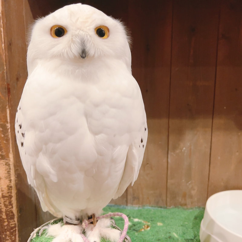 Owl Cafe - Harajuku - Cute - Shibuya - Tokyo - Popular - Poll - Guessing  -Snowy Owll