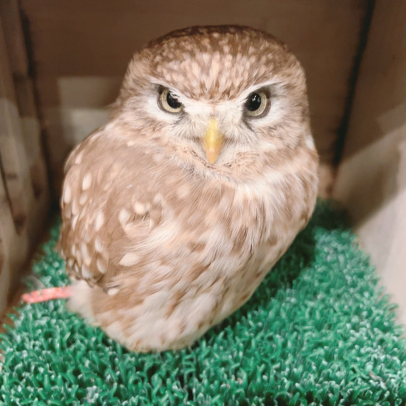 Owl Cafe - Harajuku - Cute - Shibuya - Tokyo - Popular - Poll - Guessing - Little Owl 