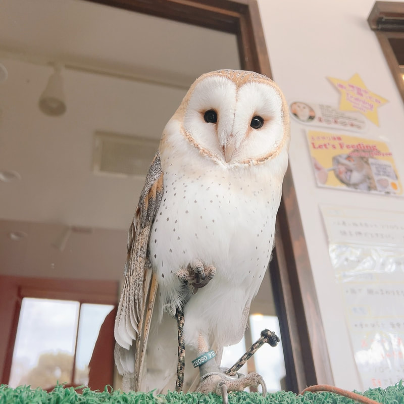 Owl Cafe - Harajuku - Cute - Shibuya - Tokyo - Popular - Poll - Guessing -Barn Owl