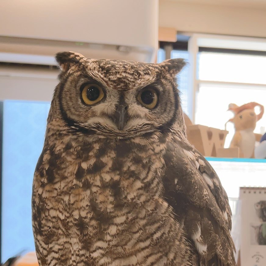 Owl Cafe - Harajuku - Cute - Shibuya - Tokyo - Popular - Poll - Guessing - Spotted Eagle Owl 