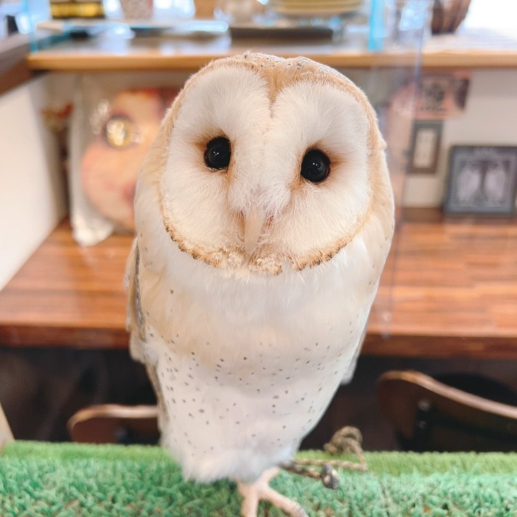 Barn owl - cute - owl village₋ owl cafe - Harajuku₋ Shibuya₋ Tokyo - animal cafe - training - flight - feathering