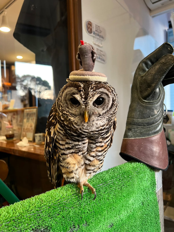 Chaco Owl - mozuku - cute - owl - owl cafe - Harajuku - Tokyo - Shibuya - gacha