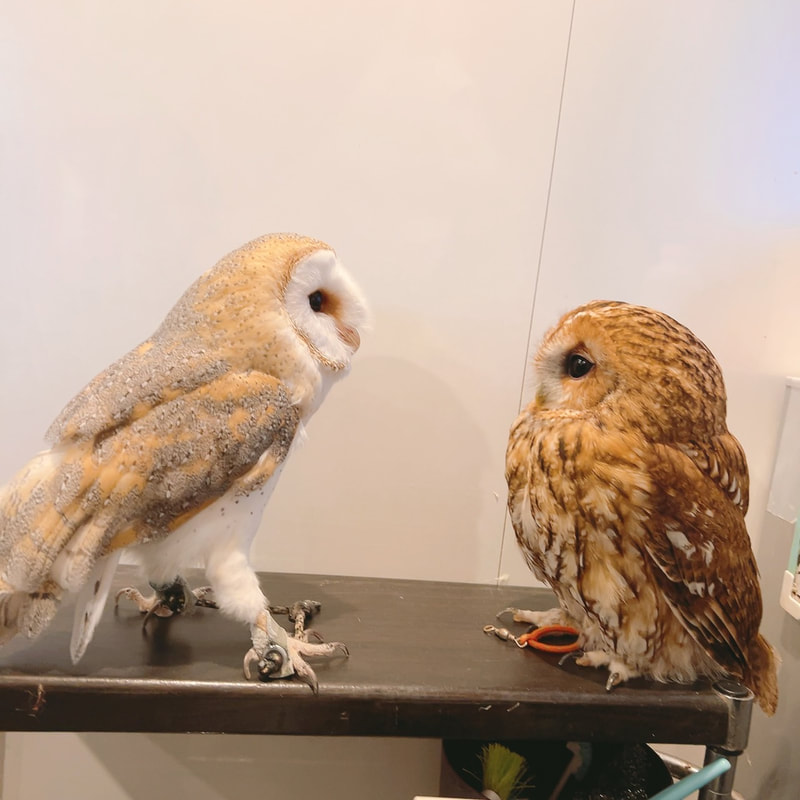 Barn Owl - Tawny Owl - youngest - cute - fluffy - owl - owl cafe - Harajuku - Tokyo - Shibuya 