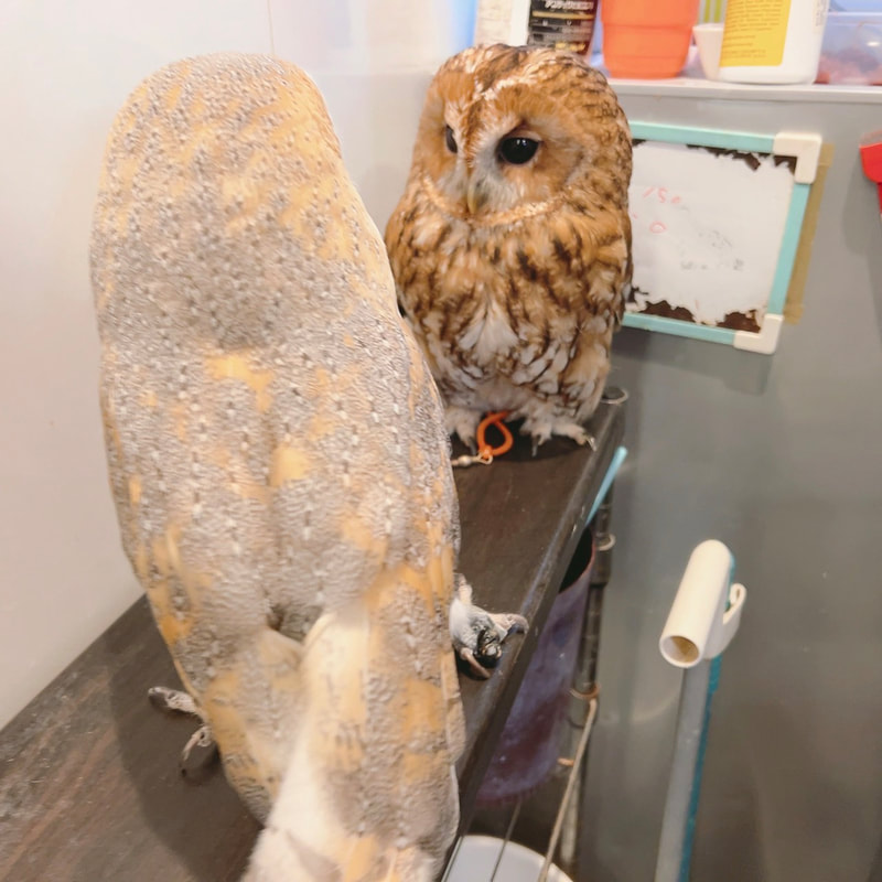 Barn Owl - Tawny Owl - youngest - cute - fluffy - owl - owl cafe - Harajuku - Tokyo - Shibuya - meeting 