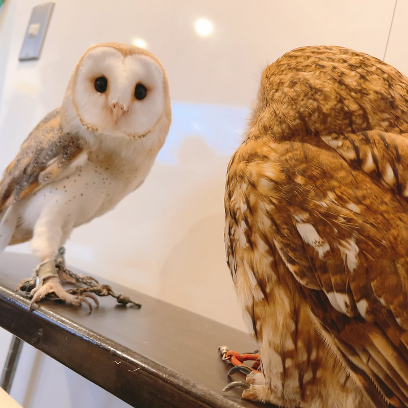 Barn Owl - Tawny Owl - youngest - cute - fluffy - owl - owl cafe - Harajuku - Tokyo - Shibuya - meeting - private talk - secret