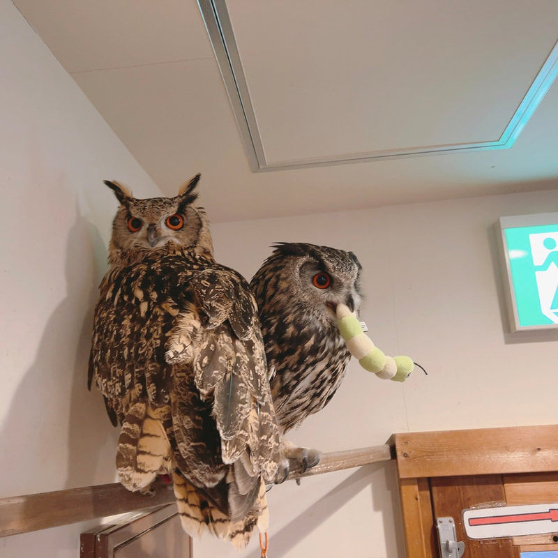 Bengal Eagle Owl - Eurasian Eagle Owl - cute - fluffy - owl - owl cafe - Harajuku - Tokyo - Shibuya - one love - couple-toy