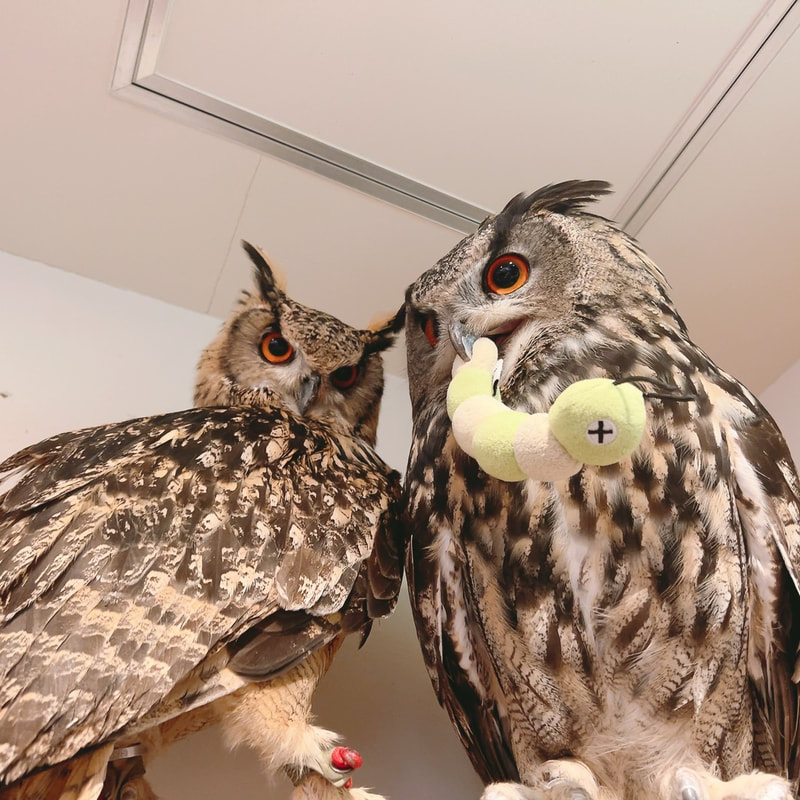 Bengal Eagle Owl - Eurasian Eagle Owl - cute - fluffy - owl - owl cafe - Harajuku - Tokyo - Shibuya - one love - couple