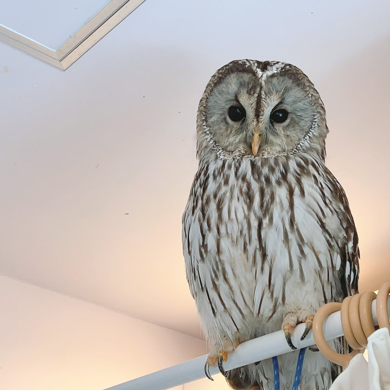 Uralowl -Tawny Owl - Hybrid - Mixed - Cute - Birthday ₋ Celebration - Guessing - Owl - Owl Cafe - Harajuku 