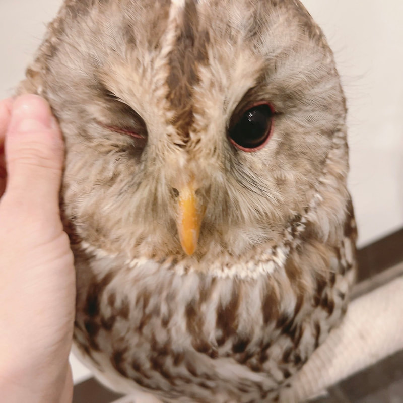 Uralowl -Tawny Owl - Hybrid - Mixed - Cute - Birthday ₋ Celebration - Guessing - Owl - Owl Cafe - Harajuku - Tokyo 