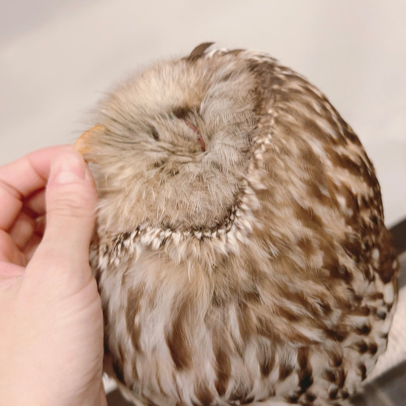 Uralowl -Tawny Owl - Hybrid - Mixed - Cute - Birthday ₋ Celebration - Guessing - Owl - Owl Cafe - Harajuku - Tokyo - Shibuya