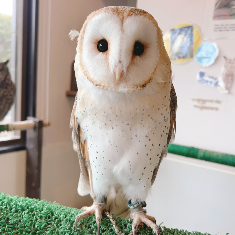 Barn owl - cute - fluffy - feather change - flight training - shedding - owl cafe - Harajuku - Shibuya - Tokyo - windbreaking feathers