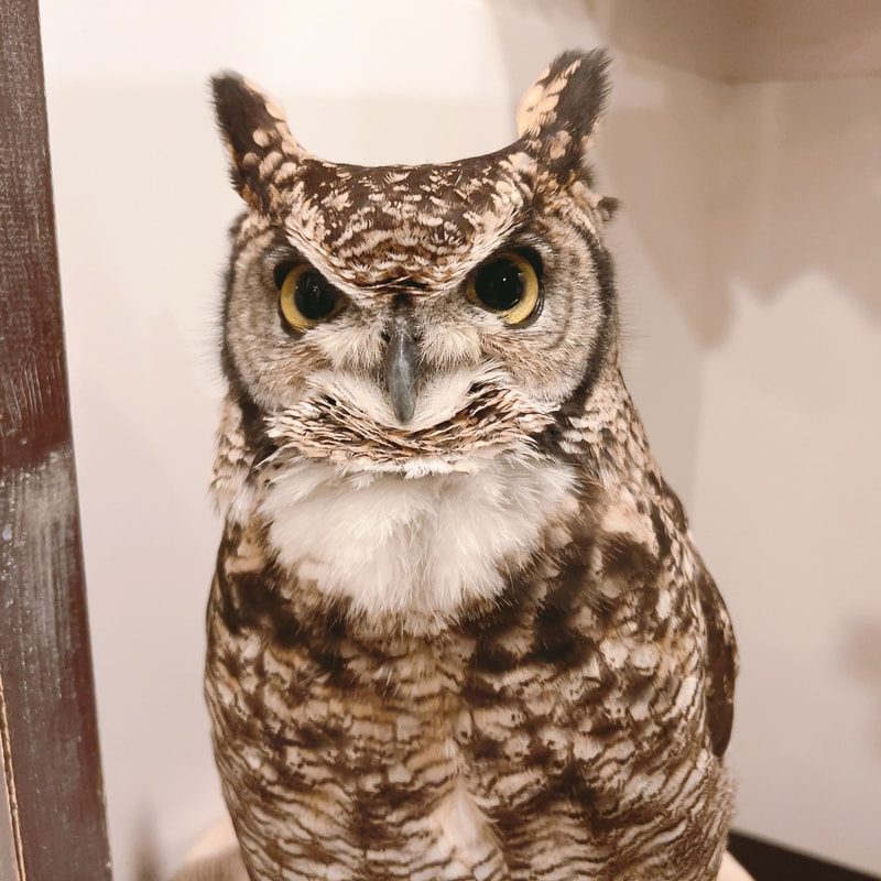 Cute-Birthday₋Birthday-Owl-Owl-Cafe-Harajuku-Tokyo-Shibuya-African Eagle Owl