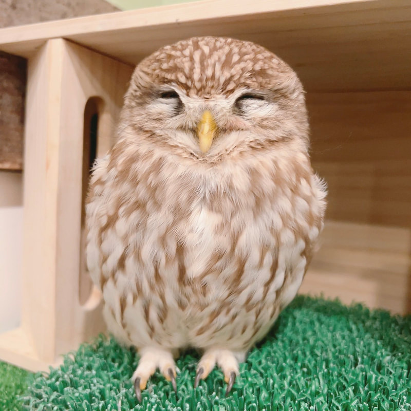 Cute-Birthday₋Birthday-Owl-Owl-Cafe-Harajuku-Tokyo-Shibuya-LittleOwl