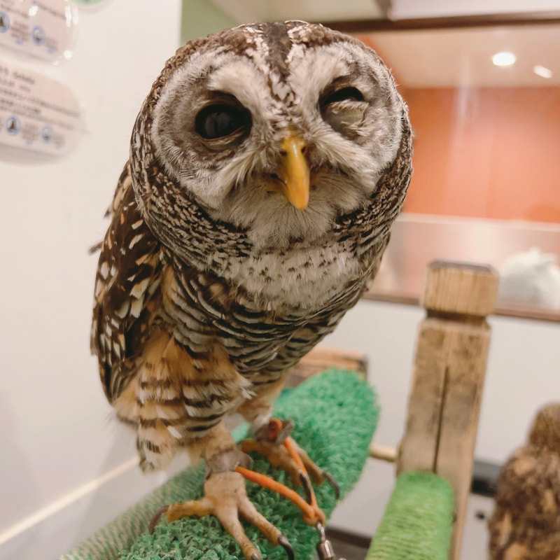 African Eagle Owl - White Owl - Chaco Owl - March ₋ cute - fluffy - birds of prey ₋ owl - Owl Cafe - Harajuku - Shibuya - Tokyo - popular