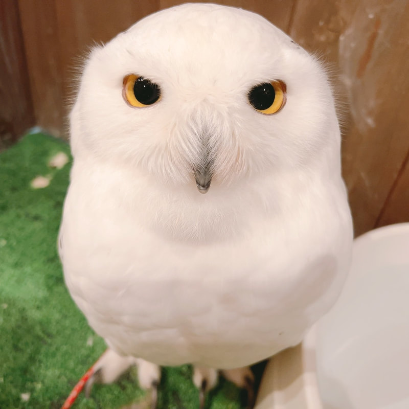 African Eagle Owl - White Owl - Chakomori Owl - March ₋ cute - fluffy - birds of prey ₋ owl - Owl Cafe - Harajuku - Shibuya - Tokyo - popular₋snowyowl