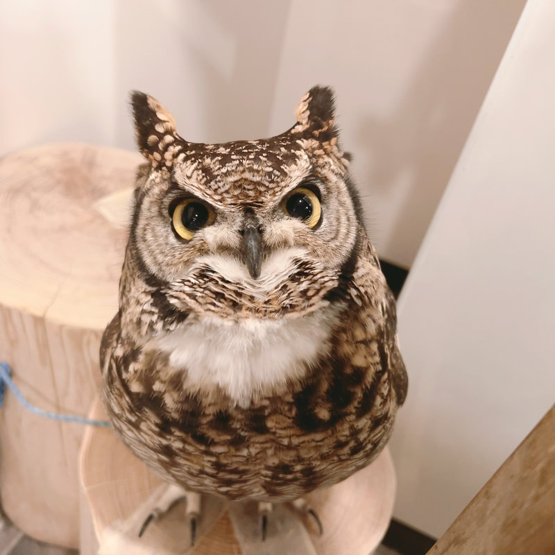 African Eagle Owl - White Owl - Chakomori Owl - March ₋ cute - fluffy - birds of prey ₋ owl - Owl Cafe - Harajuku - Shibuya - Tokyo - popular₋spottedeagleowl