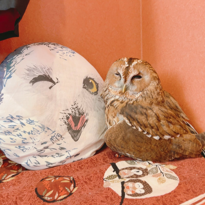 TawnyOwl - cute - mating season₋ owl - owl - owl cafe - harajuku - tokyo - shibuya 