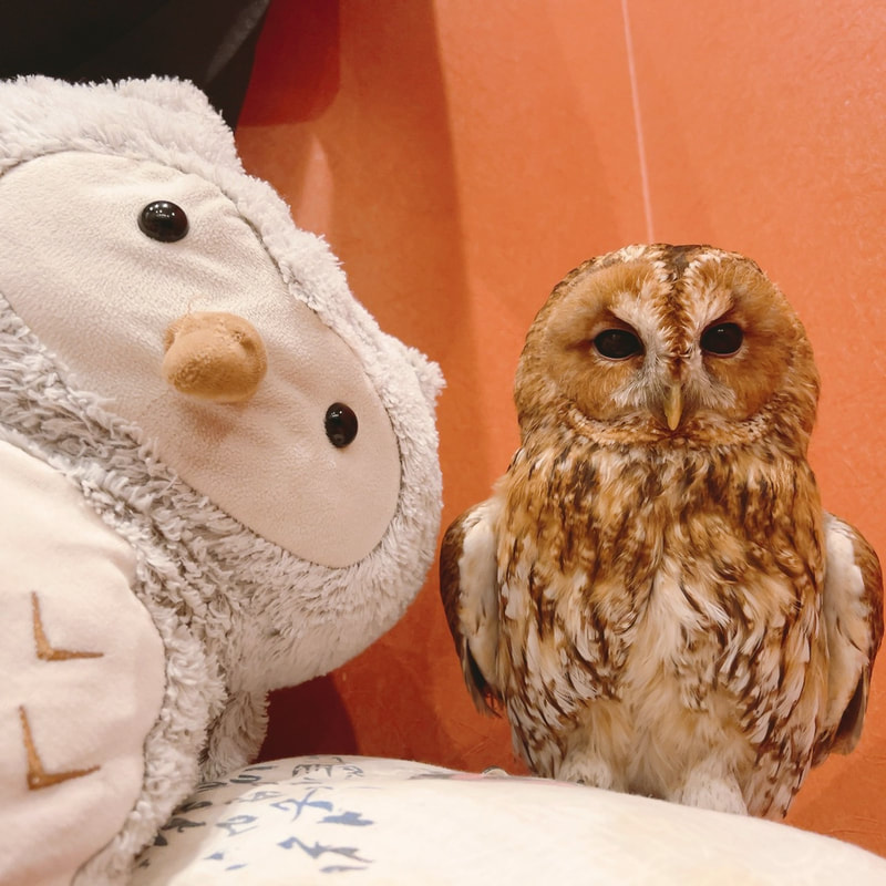Tawny Owl - cute - mating season₋ owl - owl - owl cafe - harajuku - tokyo - shibuya - egg laying