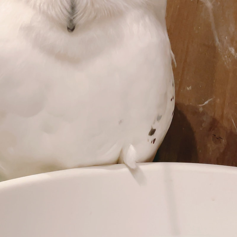 Snowy owl - cute - fluffy - owl - owl - owl cafe - Harajuku - Tokyo - Shibuya - bath ₋ Harry Potter - Hedwig