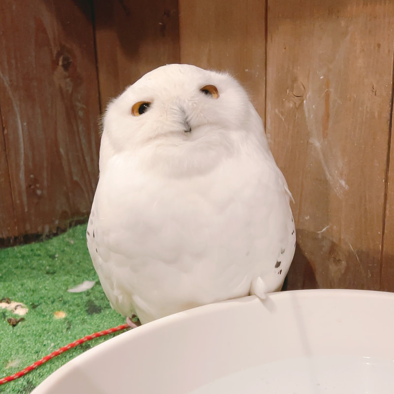 Snowy owl - cute - fluffy - owl - owl - owl cafe - Harajuku - Tokyo - Shibuya - bath ₋ Harry Potter