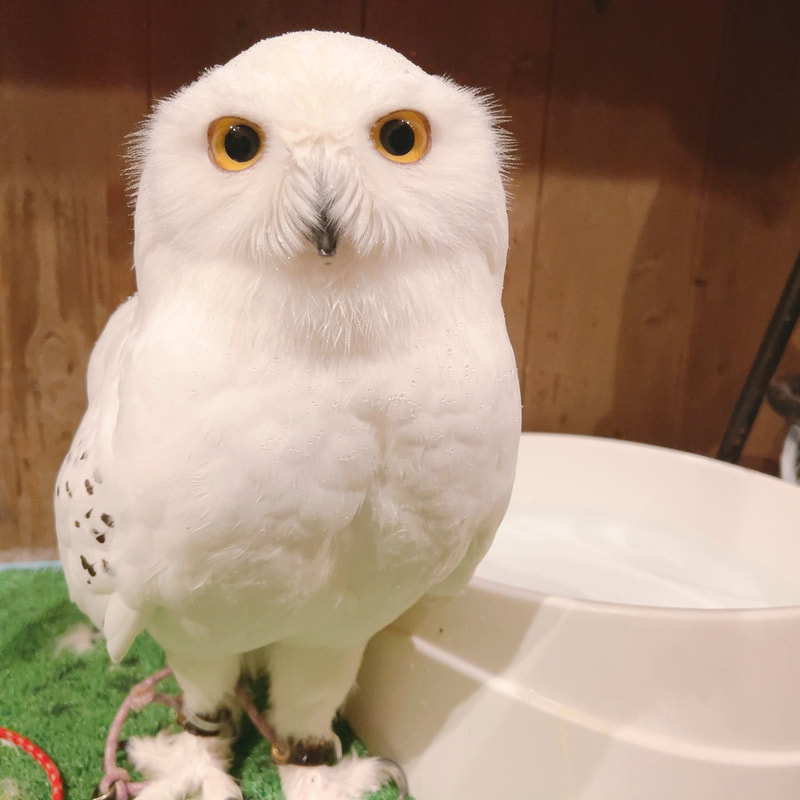 Snowy owl - cute - fluffy - owl - owl - owl cafe - Harajuku - Tokyo - Shibuya - bath 