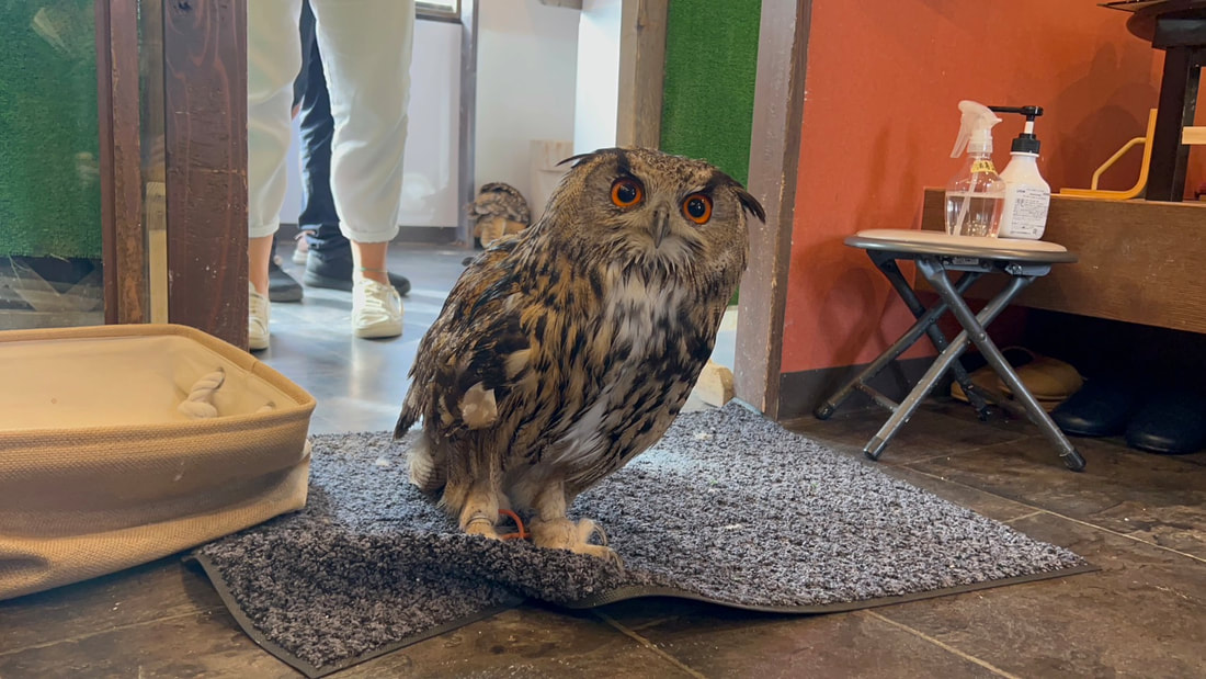 Eurasian Eagle Owl - Duskin - Mat - Antibacterial - Sterilization - Owl - Owl Cafe - Harajuku - Tokyo - Shibuya 