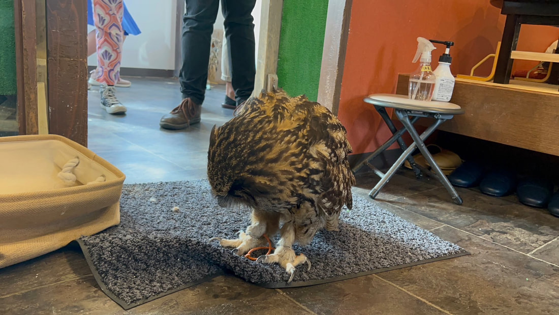 Eurasian Eagle Owl - Duskin - Mat - Antibacterial - Sterilization - Owl - Owl Cafe - Harajuku - Tokyo - Shibuya - Toys